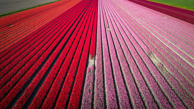 Aerial view of vibrant tulip fields stretch in parallel rows, a vivid tapestry of reds and pinks under the open sky, Middenmeer, North Holland, Netherlands.
