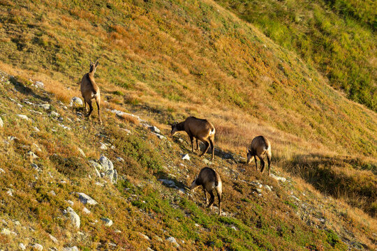 Aerial view of a herd of chamois grazing on the rugged, sun-kissed slopes of Liptovske Kopy, their coats blending with the golden grasses, Vysoke Tatry, Slovakia.