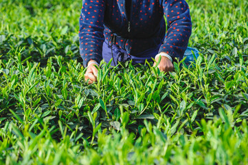 Asian woman picking green tea shoots  in spring tea farm