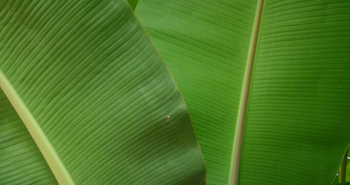 Fresh green banana leaves on the tree, and copy space for graphic work.Beautiful leaves frame with copy space