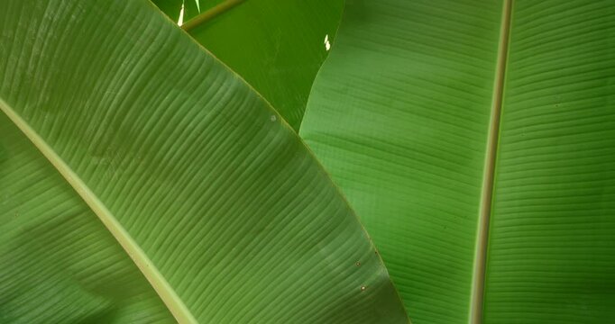 Fresh green banana leaves on the tree, and copy space for graphic work.Beautiful leaves frame with copy space
