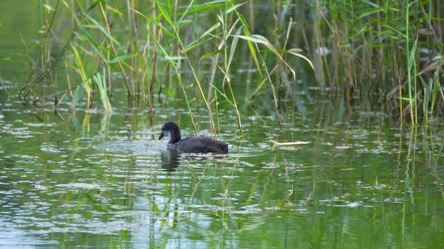 young Fulica atra bird swims in a pond