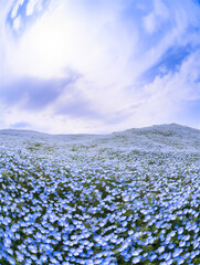 Fototapeta premium 緩やかな丘一面に広がる水色のネモフィラ畑と澄み渡る青空・春の風景