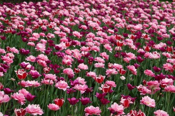 Obraz premium field of pink tulips