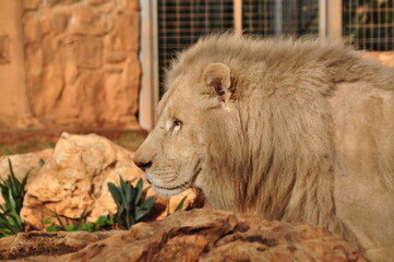 Lion in the zoo © Szczot_Fraser