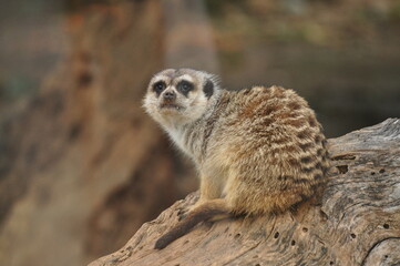 Fototapeta premium meerkat