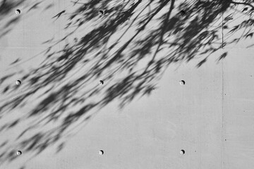 コンクリート打ち放しの壁に映る木の葉の影