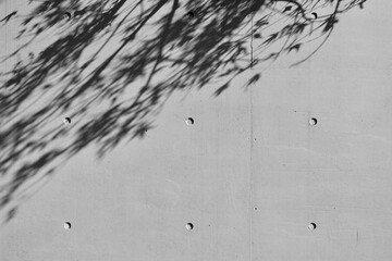 コンクリート打ち放しの壁に映る木の葉の影