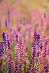 Purple sage flowers blooms in the summer meadow.