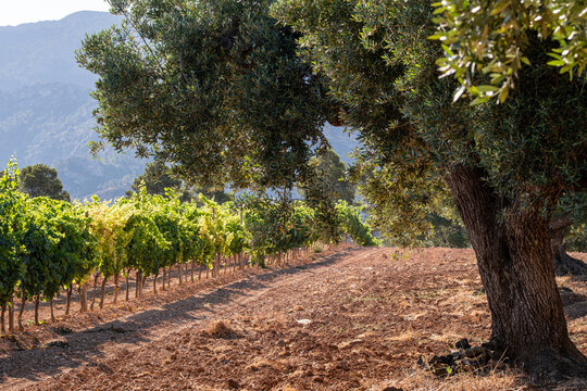 Rural mediterranean landscape in Terra Alta Catalonia Spain mixing olive grove agriculture and vineyard with rows of farmland trees and productive countryside