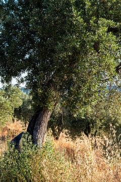 Solitary olive tree defines rural mediterranean landscape and agriculture heritage in Terra Alta Catalonia Spain with nature dry grass and open farmland