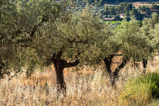 Rural field in mediterranean landscape with olive grove agriculture in Terra Alta Catalonia Spain showing trees farmland production and traditional countryside