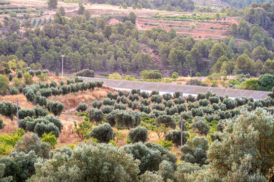 Aerial olive grove agriculture creates mediterranean landscape pattern in Terra Alta Catalonia Spain with rural farmland geometry rows and cultivated trees