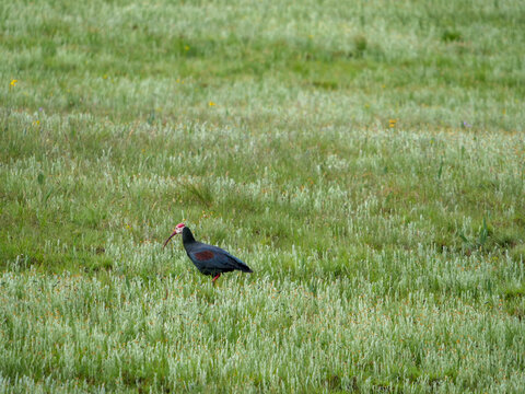 Side profile of Southern bald ibis - Geronticus calvus - grazing in green grasslands.  Location Golden Gate Highlands National Park, Clarens, South Afric.a