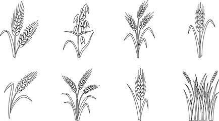 Fototapeta premium Collection of line art illustrations of various cereal grains including wheat and oats