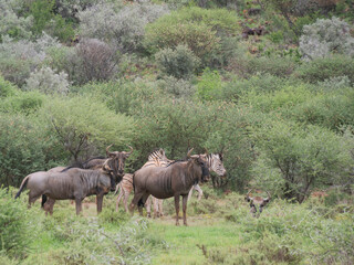 Obraz premium Blue wildebeest - Connochaetes taurinus - and Burchell's zebra - Equus quagga burchellii- also known as bontequagga, Damaraland zebra grazing in the green grasslands