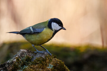 Close-up of an adult male great tit perched on a thick branch perpendicular to the camera lens on a cloudy spring day against a beige background.  © Mariia
