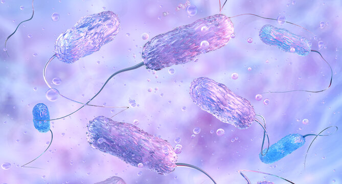 Stenotrophomonas maltophilia: opportunistic gram-negative rod-shaped bacterium colonizing respiratory surfaces and forming complex biofilms. Xanthomonadaceae organisms, multidrug-resistant infection