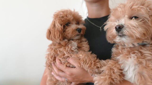 Gentle scene of relaxed puppies softly illuminated by daylight