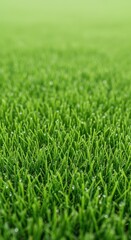 Obraz premium Macro perspective of impossibly lush, bright emerald green turf, suggesting superior genetic quality and extreme gardening care, agriculture, premium, field