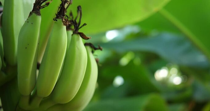 Banana trees with leaves blown by the wind, banana leaf background, organic farming.