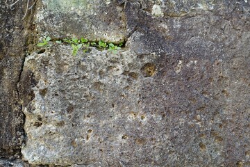 風化したブロック塀のテクスチャ