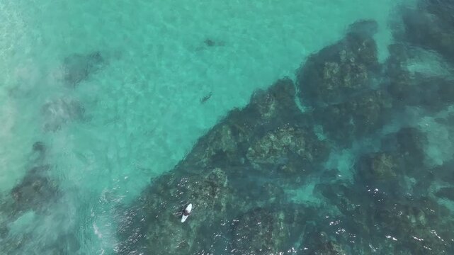 Aerial view of a lone surfer with a shark swimming nearby in the vibrant turquoise water, creating an interesting contrast, Naturaliste, Western Australia, Australia.