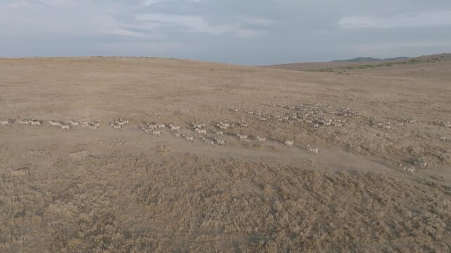 Aerial view of a herd of zebras running across the golden savanna, their stripes creating a mesmerizing pattern, Nanyuki, Laikipia, Kenya.