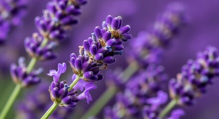 Obraz premium Vibrant purple lavender buds ready for harvest and distillation into essential oil, perfect for aromatherapy and peaceful relaxation, purple, blossom, dried