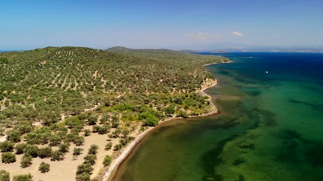 Aerial view of the rugged coastline meets the turquoise sea, with lush olive groves dotting the landscape in the sunshine, Cunda Island, Ayvalik, Balikesir, Turkey.