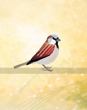 House Sparrow Bird Sitting on Tree Branch.