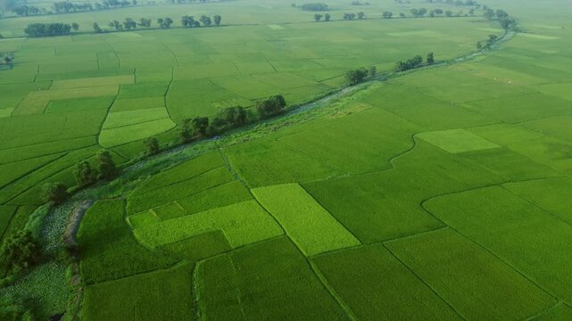 West Bengal is a top rice-producing state in India, with production steadily rising to an estimated 164.91 lakh tonnes in 2024-25. As the "Rice Bowl of India," it contributes over 11% of the national