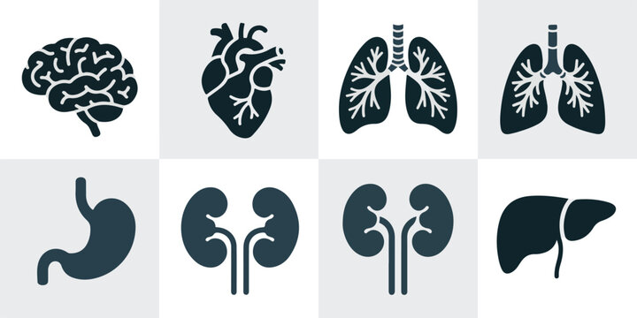 Detailed anatomical illustrations of human organs including brain, heart, lungs, and digestive system displayed in a grid layout