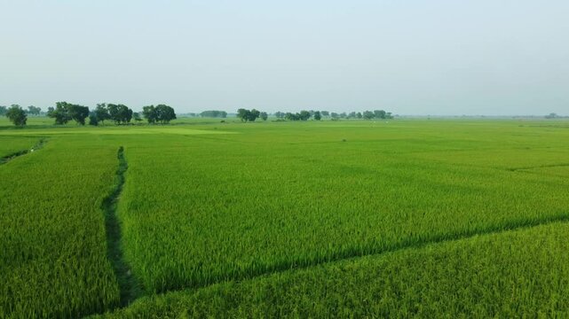 West Bengal is a top rice-producing state in India, with production steadily rising to an estimated 164.91 lakh tonnes in 2024-25. As the "Rice Bowl of India," it contributes over 11% of the national