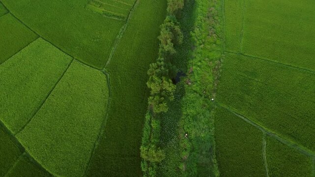 West Bengal is a top rice-producing state in India, with production steadily rising to an estimated 164.91 lakh tonnes in 2024-25. As the "Rice Bowl of India," it contributes over 11% of the national