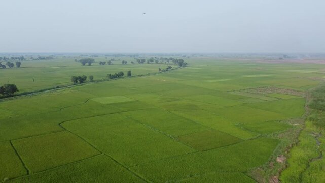 West Bengal is a top rice-producing state in India, with production steadily rising to an estimated 164.91 lakh tonnes in 2024-25. As the "Rice Bowl of India," it contributes over 11% of the national