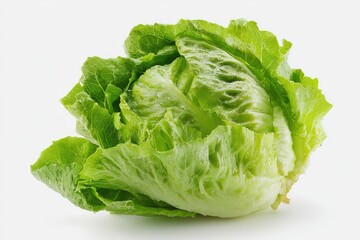 Fresh green head of lettuce, crisp leaves, white background