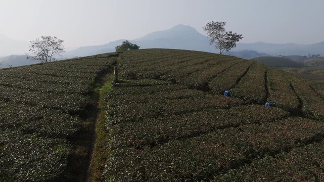 Tracking drone shot along tea rows on a hill crest with a tree silhouette and mountain haze in Long Coc, Phu Tho, Vietnam.