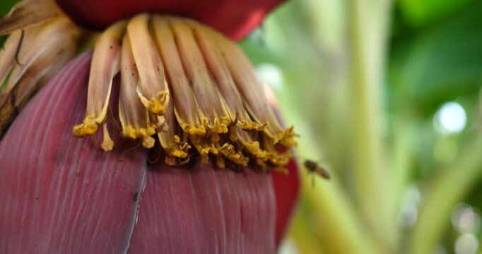 Bees are swarming banana blossoms on a tree; organic farming.