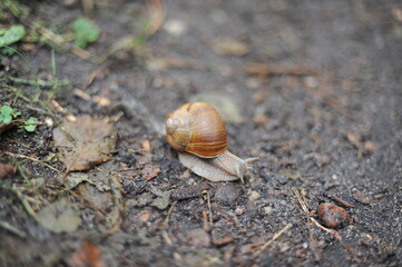 Helix pomatia snail (Roman snail, Burgundy snail, escargot) crawling on a forest path in the woods