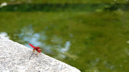 水辺のトンボ © 利光 守本