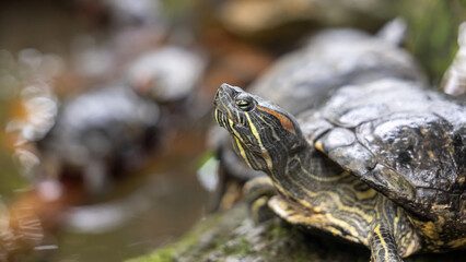 Red-eared slider turtle side profile resting near water. Head and shell detail. Freshwater reptile in natural aquatic environment with shallow depth of field