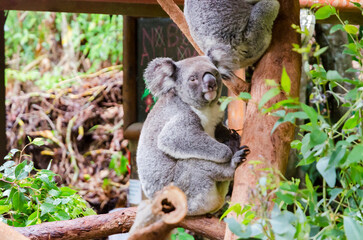 Fototapeta premium A koala sitting on a tree branch surrounded by green foliage (Australia)