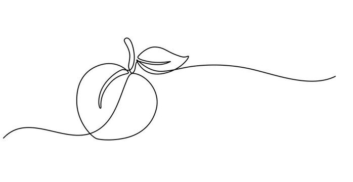 Animated self drawing of single continuous line draw whole healthy organic peach for orchard logo identity. Fresh fruitage concept for fruit garden icon. Full length one line animation video