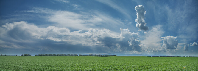 Panoramic view of green field and picturesque blue sky with white clouds. Agriculture background, seeded field. © Valerii