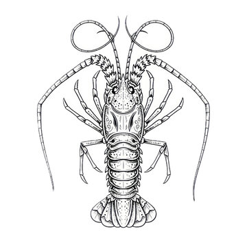 Hand drawn ink sketch of Japanese Spiny Lobster Ebi isolated on white background. Traditional tattoo illustration.