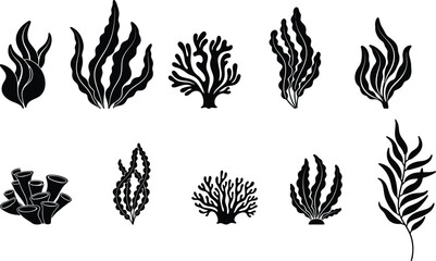 Black and white illustration of various types of seaweed and coral formations © Jihad Creative Art