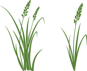 Fototapeta premium Green grass and seed heads illustration against a clean white background