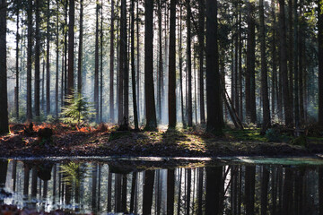 Obraz premium Scenic forest reflection in a calm pond at sunrise. Beautiful sun rays through trees in autumn woods