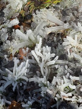 Background - texture: small, natural ice "sculptures" on the cold, mossy forest floor